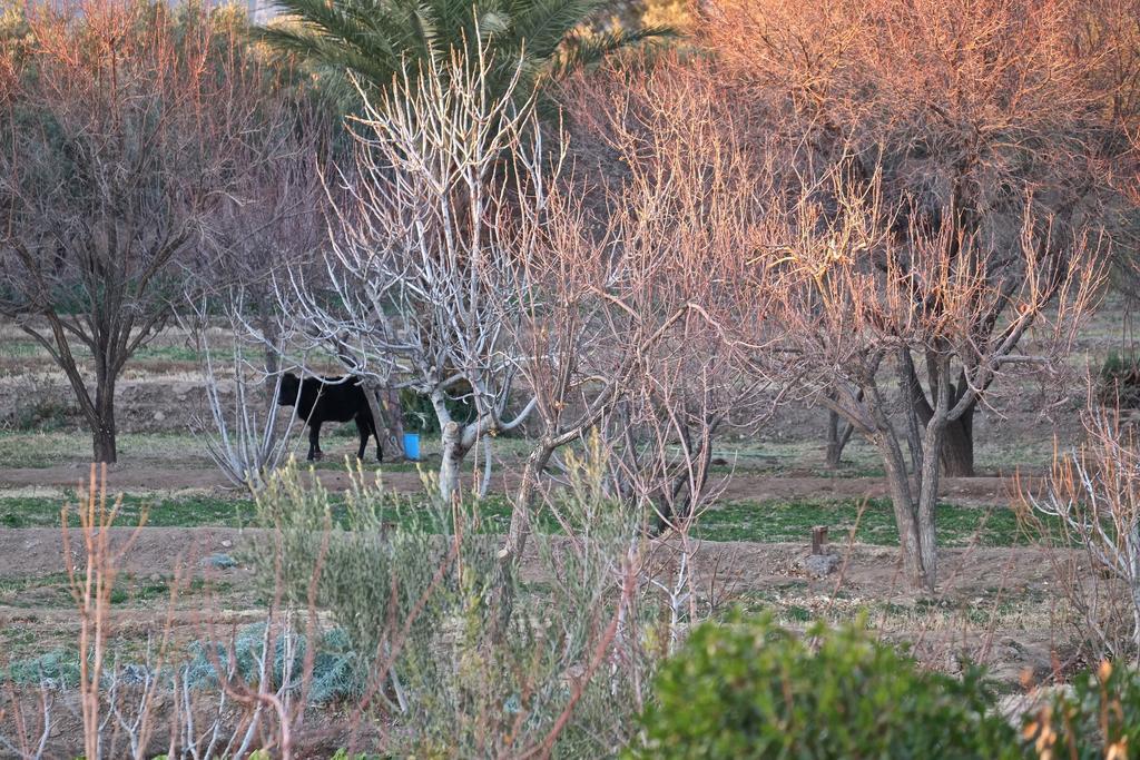 Sawadi Ecolodge Skoura Exterior photo